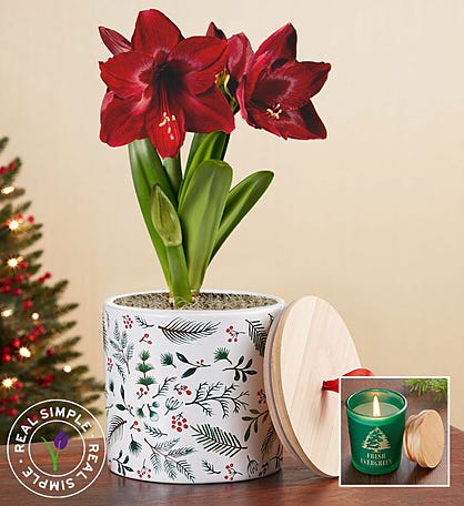 Holiday Amaryllis by Real Simple ® + Free Candle